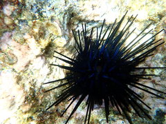 Echinothrix diadema