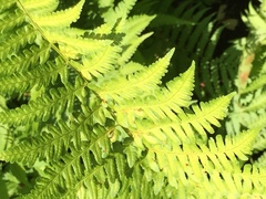 Dryopteris ludoviciana