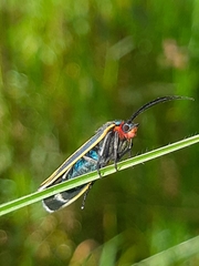 Ctenucha venosa