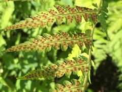 Dryopteris ludoviciana
