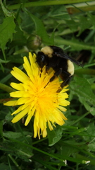 Bombus pensylvanicus