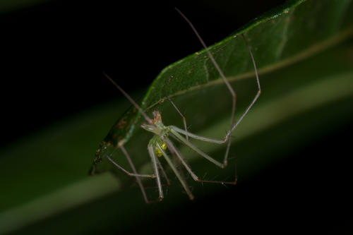 Tetragnatha kauaiensis