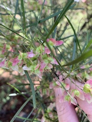 Dodonaea stenophylla