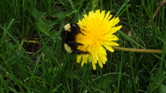 Bombus pensylvanicus