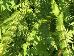 Dryopteris ludoviciana