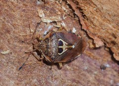 Eupolemus angularis
