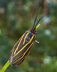 Ctenucha venosa