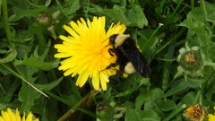 Bombus pensylvanicus