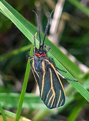 Ctenucha venosa