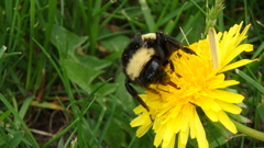 Bombus pensylvanicus