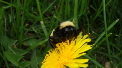 Bombus pensylvanicus