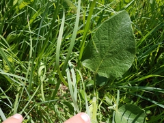Desmodium illinoense