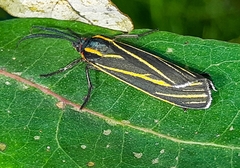 Ctenucha venosa