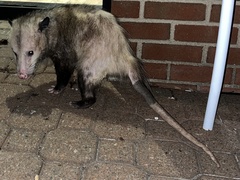 Didelphis virginiana