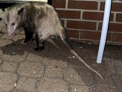 Didelphis virginiana