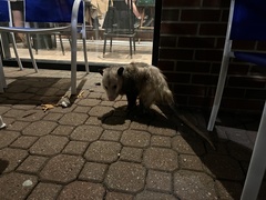 Didelphis virginiana