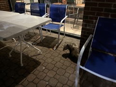 Didelphis virginiana