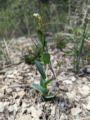 Conringia orientalis