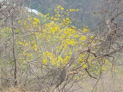 Conzattia multiflora