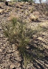 Ephedra trifurca
