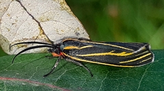 Ctenucha venosa