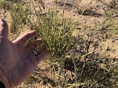 Ephedra trifurca