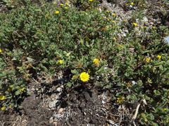 Pulicaria microcephala