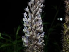 Uraria