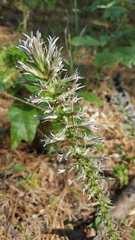 Liatris hesperelegans