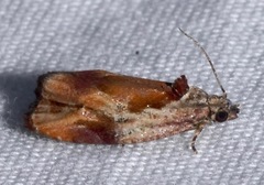 Zomaria interruptolineana