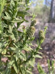 Pterocaulon serrulatum