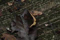 Lexias panopus