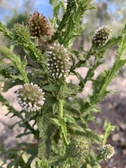 Pterocaulon serrulatum