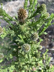 Pterocaulon serrulatum