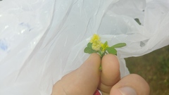 Trifolium campestre