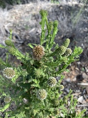 Pterocaulon serrulatum