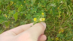 Trifolium campestre