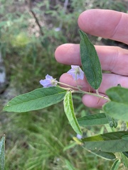 Solanum parvifolium