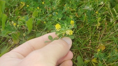 Trifolium campestre