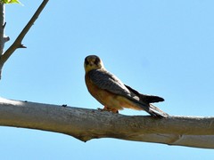 Falco vespertinus