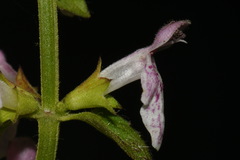Stachys glandulosissima