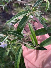 Solanum parvifolium