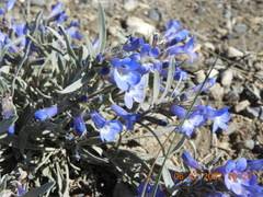Penstemon pumilus