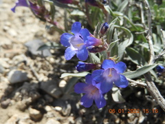 Penstemon pumilus