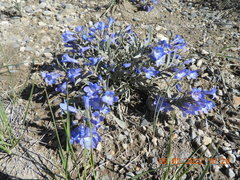 Penstemon pumilus