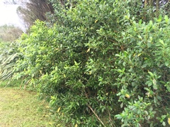 Melicytus ramiflorus