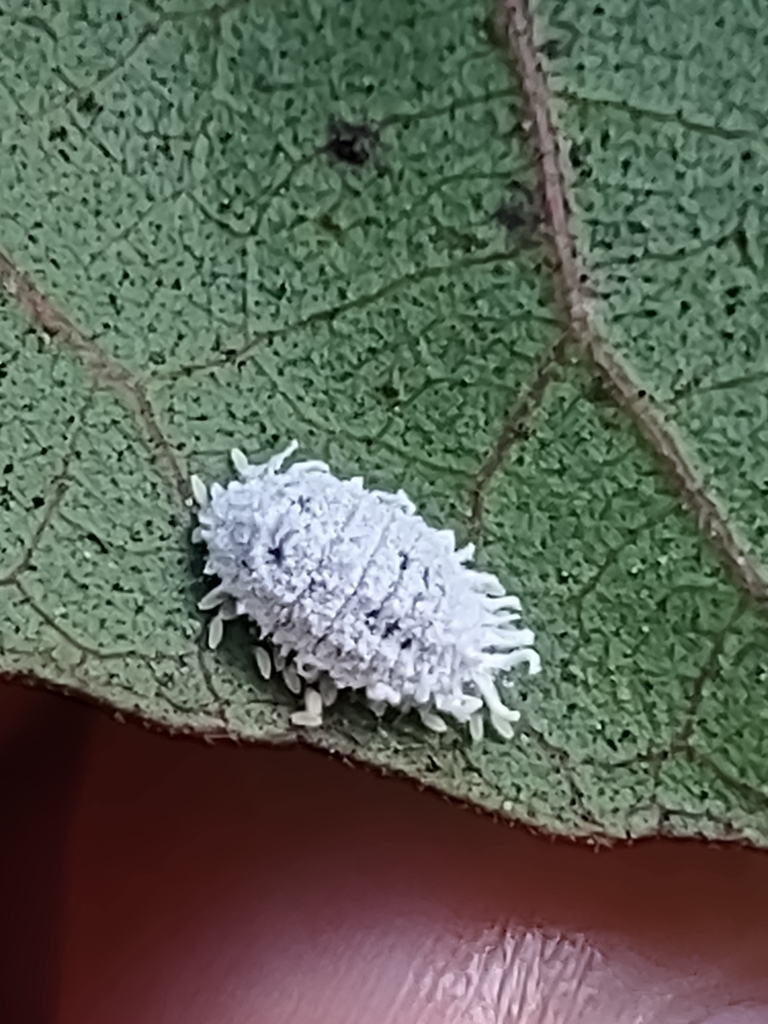 Cotton Mealybug from Downtown, Honolulu, HI, USA on June 4, 2022 at 04: ...