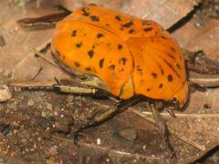 標本 Mexico Gymnetis s.p 23mm Flower Beetles - Gymnethis :: ..