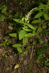 Stachys glandulosissima