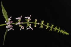 Stachys glandulosissima